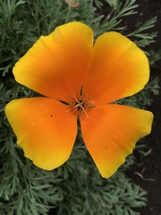 Eschscholzia