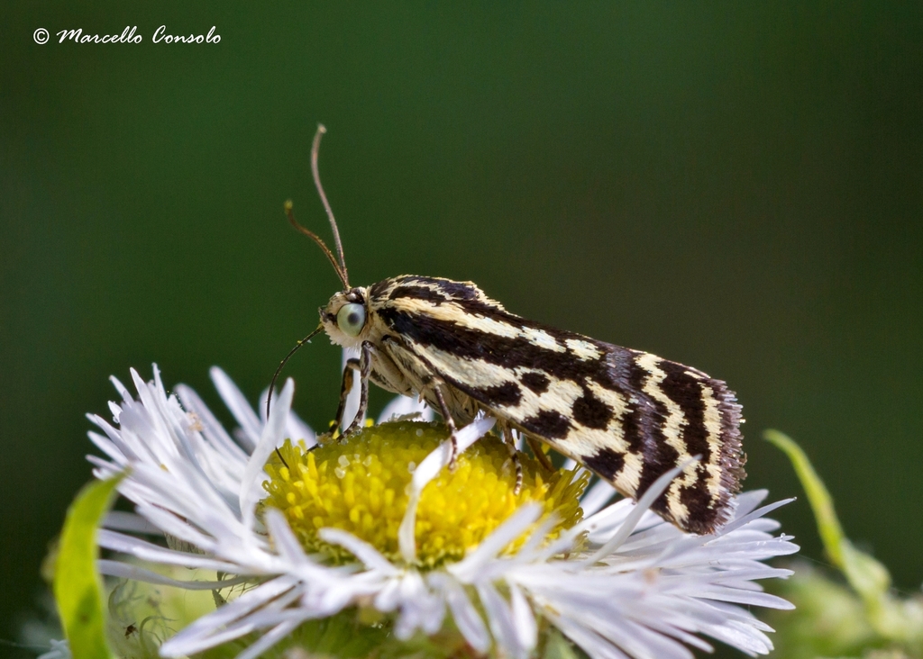 Spotted Sulphur