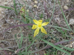 Sisyrinchium pringlei