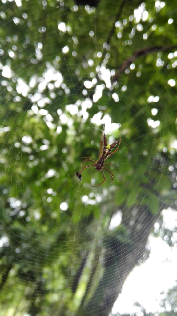 Micrathena coca