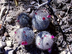 Mammillaria haageana