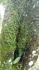 Peperomia rotundifolia