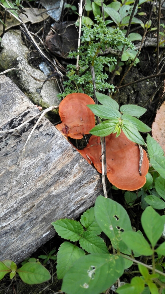 Trametes sanguinea · July 2017 · photo: © karensoacha (iNaturalist, cc0)