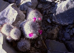 Mammillaria haageana