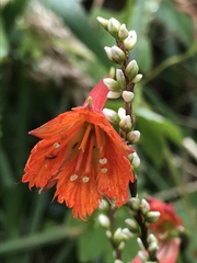 Tropaeolum smithii