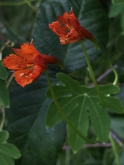 Tropaeolum smithii