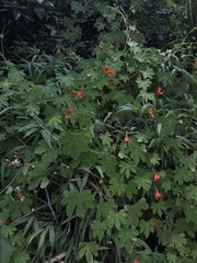 Tropaeolum smithii
