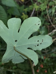 Tropaeolum smithii