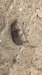 Sorex hoyi