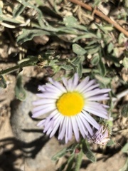 Erigeron clokeyi