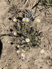 Erigeron clokeyi