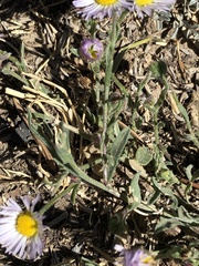 Erigeron clokeyi