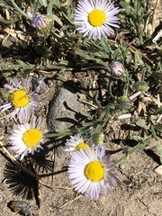 Erigeron clokeyi
