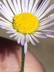 Erigeron clokeyi