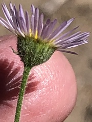 Erigeron clokeyi