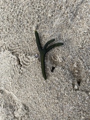 Codium fragile