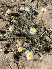 Erigeron clokeyi