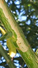 Phyllocnistis saligna