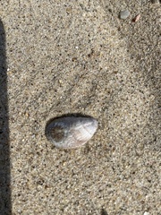 Crepidula fornicata