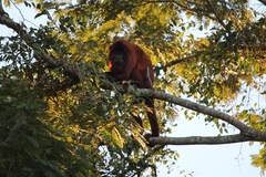 Alouatta sara