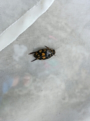 Thermonectus marmoratus