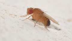Drosophila simulans