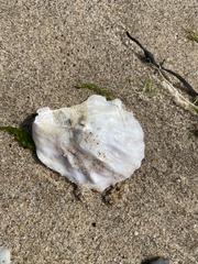Crassostrea virginica