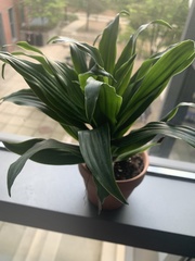 Dracaena fragrans compacta