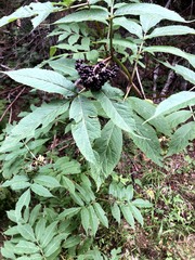 Sambucus racemosa melanocarpa