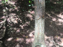 Nasutitermes corniger