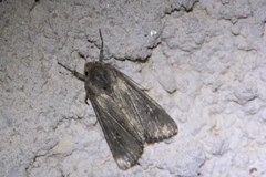 Aporophyla