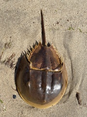Limulus polyphemus