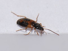 Badister elegans