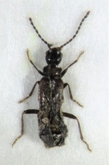 Malthodes pumilus