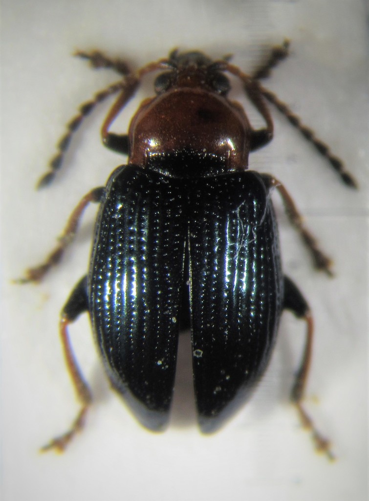 Neocrepidodera basalis
