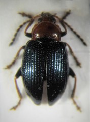 Neocrepidodera basalis