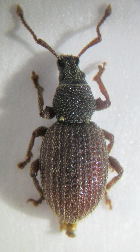Otiorhynchus pauxillus