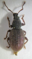 Otiorhynchus pauxillus