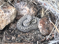 Crotalus pricei