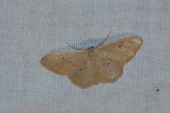 Idaea rubraria
