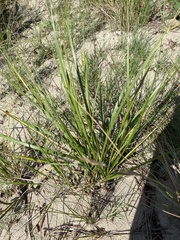Ammophila