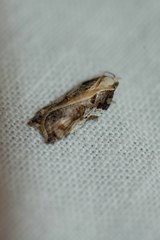 Acleris cristana