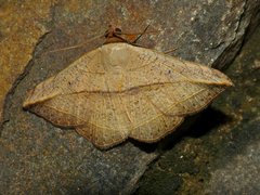 Hypopyra capensis
