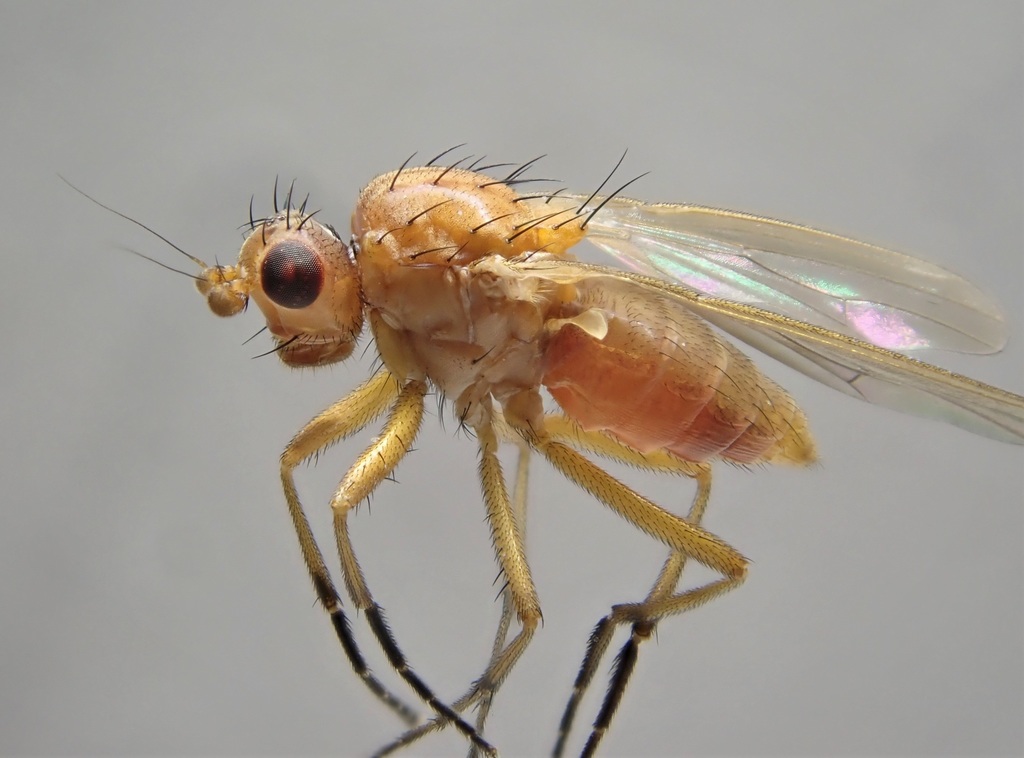 Eccoptomera longiseta