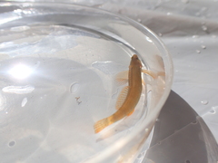 Etheostoma tippecanoe