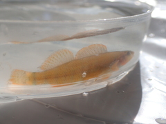 Etheostoma tippecanoe