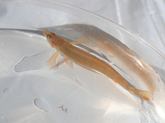 Etheostoma tippecanoe