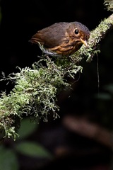 Grallaricula flavirostris