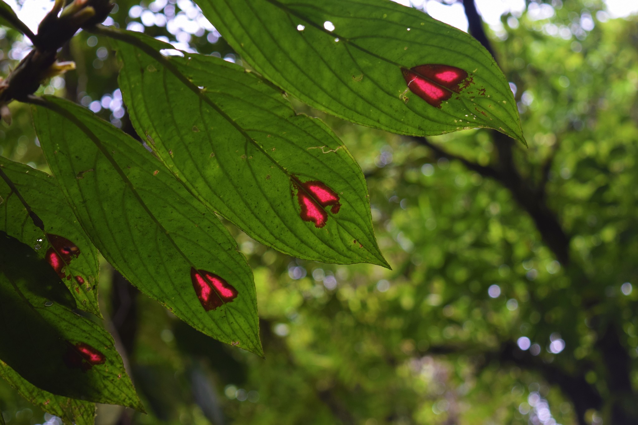 Columnea consanguinea