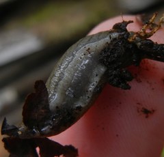 Tandonia budapestensis